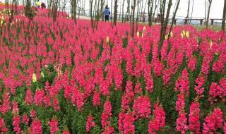 桃李芳菲梨花笑 桃李芳菲梨花笑