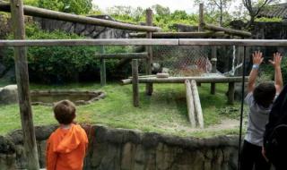 迎接熊猫丫丫回国