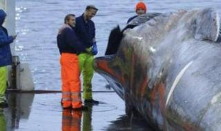 世界上最大的鲸鱼