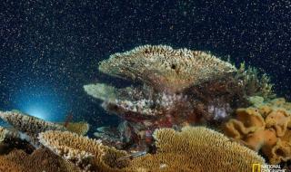 2021宣布灭绝的动物