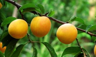 盛夏的果实简谱 盛夏的果实简谱