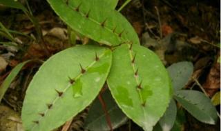 两面针的功效与作用